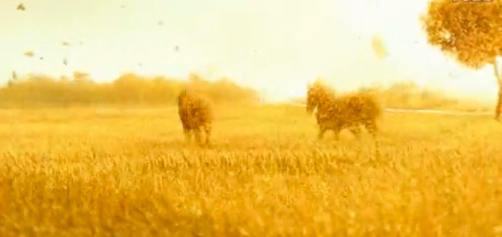 banner-0
